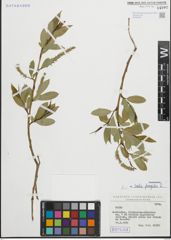 Foto von Salix fragilis L.